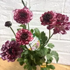 2026年最新】＾o＾ icarusの人気アイテム - メルカリ