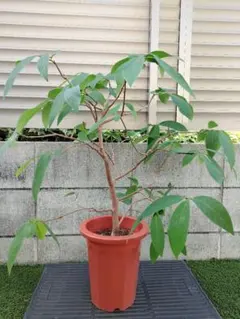 アテモヤ　苗　苗木　実生6年生　花芽付き　熱帯果樹　観葉植物 (1) アテモヤ 苗 苗木 実生6年生 花芽付き 熱帯果樹 観葉植物 (1) - メルカリ