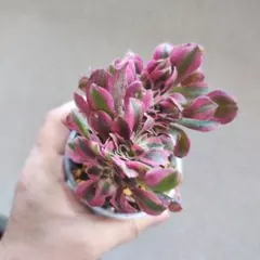 2025年最新】多肉植物 綴化の人気アイテム - メルカリ