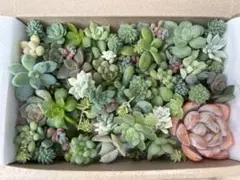 多肉植物 詰め合わせ エケベリア セダム 寄せ植え用 - メルカリ