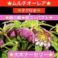 2026年最新】大木ナーセリーの人気アイテム - メルカリ