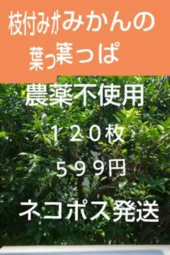 枝付きみかんの葉っぱ、農薬不使用、１２０枚、ネコポス発送のサムネイル