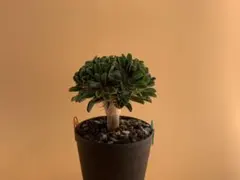 ユーフォルビア ギラウミニアナ 実生株 eg107 【鉢ごとメルカリ便】 ユーフォルビア ギラウミニアナ 実生株 eg107 【鉢ごとメルカリ便
