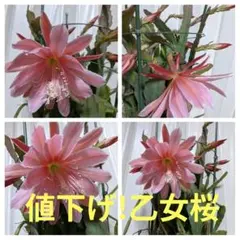 み～こ様 リクエスト 2点 まとめ商品