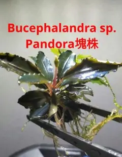 AZ便】Bucephalandra sp. 