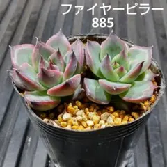 ファイヤーピラー 2株 885 エケベリア 多肉植物 抜き苗