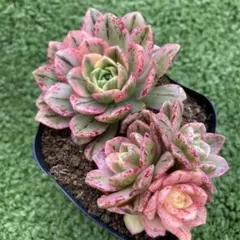 11#多肉植物アエオニウム錦❤️ブロンズメダル錦❤️9大頭22cm 拔き苗 11#多肉植物アエオニウム錦❤️ブロンズメダル錦❤️9大頭22cm