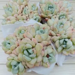 ジェイドルイ　１苗700円 在庫１