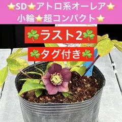 2026年最新】クリスマスローズリトルビーストの人気アイテム - メルカリ