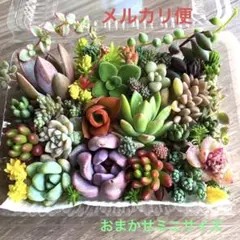 多肉植物♡おまかせ韓国苗セダム詰め合せ♡ちまちま寄せ植えカット苗セットj