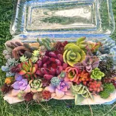 多肉カット苗　詰め合わせ