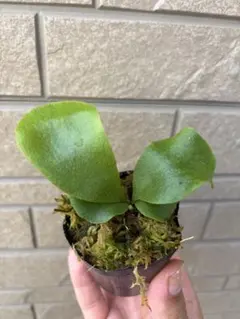 ヒリー　hilliのサムネイル
