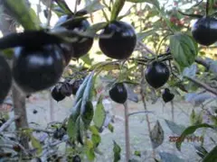 soikuei様 リクエスト 2点 まとめ商品