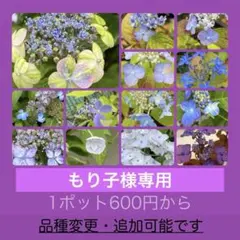 もり子様専用　ヤマアジサイ