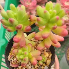 ぼのぼのさん苗 チェリーボンボン 2カット - メルカリ