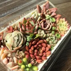 NEW❗️ 【レア種】女雛錦入り　多肉植物詰め合わせ　多肉植物カット　多肉弁当❣️