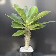 超巨大 パキポディウム バロニー 大株 塊根植物 - メルカリ