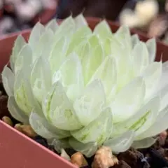 2026年最新】希少 アロエの人気アイテム - メルカリ