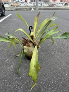 P. wallichii WILD from Phetchabun ワリチー - メルカリ