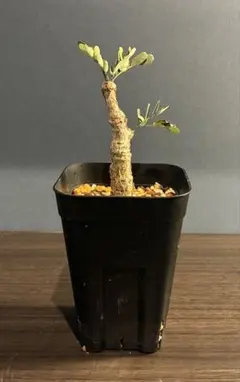 2026年最新】センナメリディオナリス 実生の人気アイテム - メルカリ