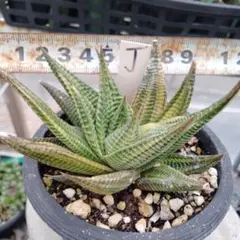 幻*斎様 多肉植物 ハオルチア 五重の塔 レッド - メルカリ