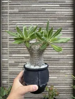 2026年最新】マカイエンセ現地球の人気アイテム - メルカリ