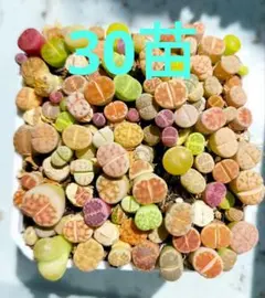 2026年最新】リトープス抜き苗の人気アイテム - メルカリ