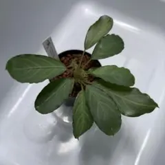 Bucephalandra sp. Pearl gray TB1206タグ付き - メルカリ