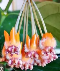 2026年最新】サクララン 苗の人気アイテム - メルカリ