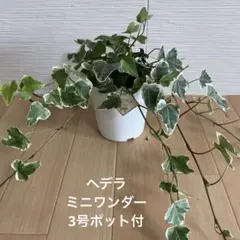 生産者出品】ダリア球根、掘り起こしクラウン付き - メルカリ