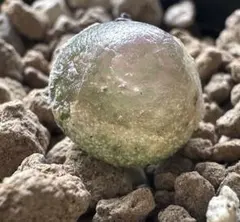 ネコポスで発送❣️コノフィツム　ブルゲリSH409 大玉2cm以上　抜き苗　4株 農園直売 多肉植物 コノフィツム属 ブルゲリ 40-50頭セット 超お得