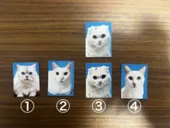 赤の他人の白猫の証明写真