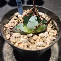 かると@プロフ必読様 リクエスト 3点 まとめ商品