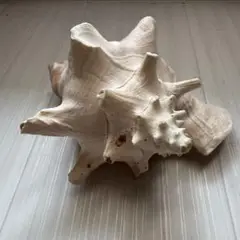 コンク貝 15cm 欠けあり