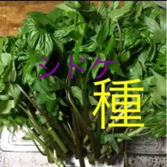 さっちん様 リクエスト 2点 まとめ商品