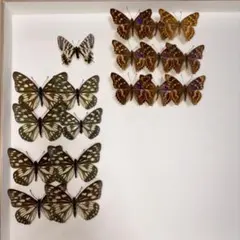 2026年最新】ギフチョウの人気アイテム - メルカリ