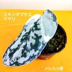 2025年最新】スキンダプサス マヤリの人気アイテム - メルカリ