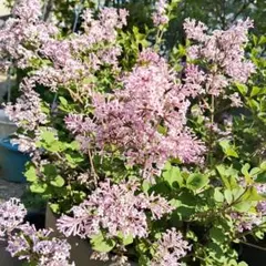 花苗 シレネ シベラ ライラック 宿根草 - メルカリ