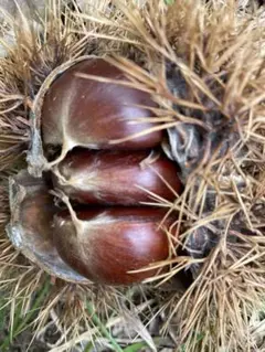 coco様専用ページです。お申し込みされてない方のお買い上げは、ご遠慮願います。