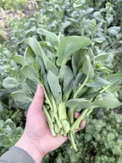 花様専用ページ