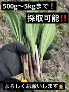 2026年最新】行者ニンニク 1キロの人気アイテム - メルカリ