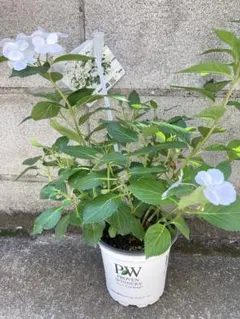 アジサイ　ラグランジア ブライダルシャワー 鉢植えのサムネイル