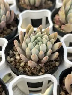 2025年最新】ビンセント・カトーの人気アイテム - メルカリ