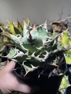 2026年最新】姫厳竜 子株の人気アイテム - メルカリ