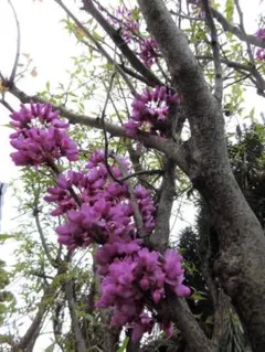 四季蒔花木 ハナズオウの種 10粒とおまけ付 Lot.2026012602