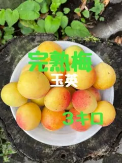 栽培期間中農薬不使用 梅 熟度混合 10キロ 長野産 採れたて 豊後