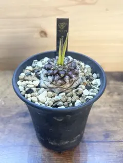 star☆様 リクエスト 2点 まとめ商品