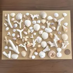 浜辺セット 貝殻 珊瑚 サンゴ