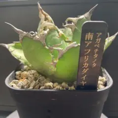 2025年最新】南アフリカダイヤモンド アガベの人気アイテム - メルカリ