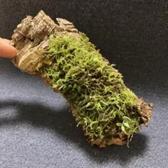 日本着生ラン原種】 モミラン コルク着け 徳島県産 - メルカリ